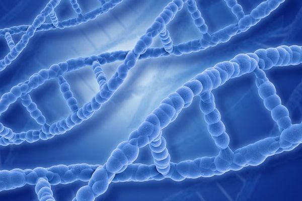 Filamenti di DNA 3D