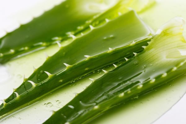Foglie di aloe vera, ideali per realizzare prodotti per capelli.