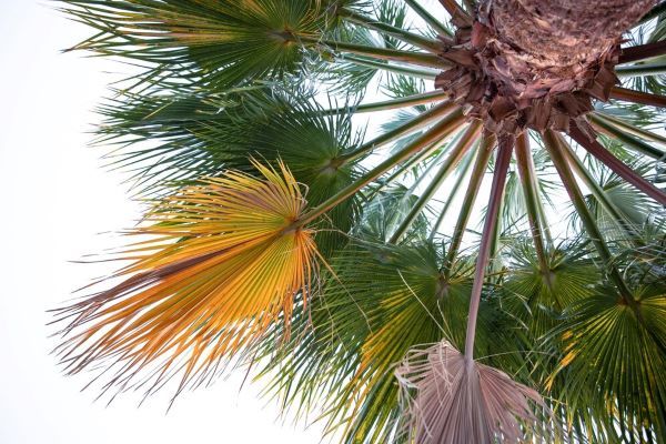 Fotografia dal basso delle palme di un albero