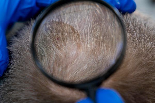 Primo piano di una lente d'ingrandimento sulla testa di un uomo calvo e dai capelli grigi