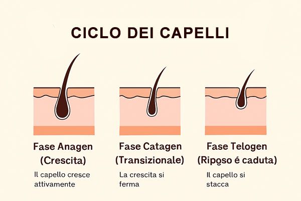 diagramma del ciclo dei capelli